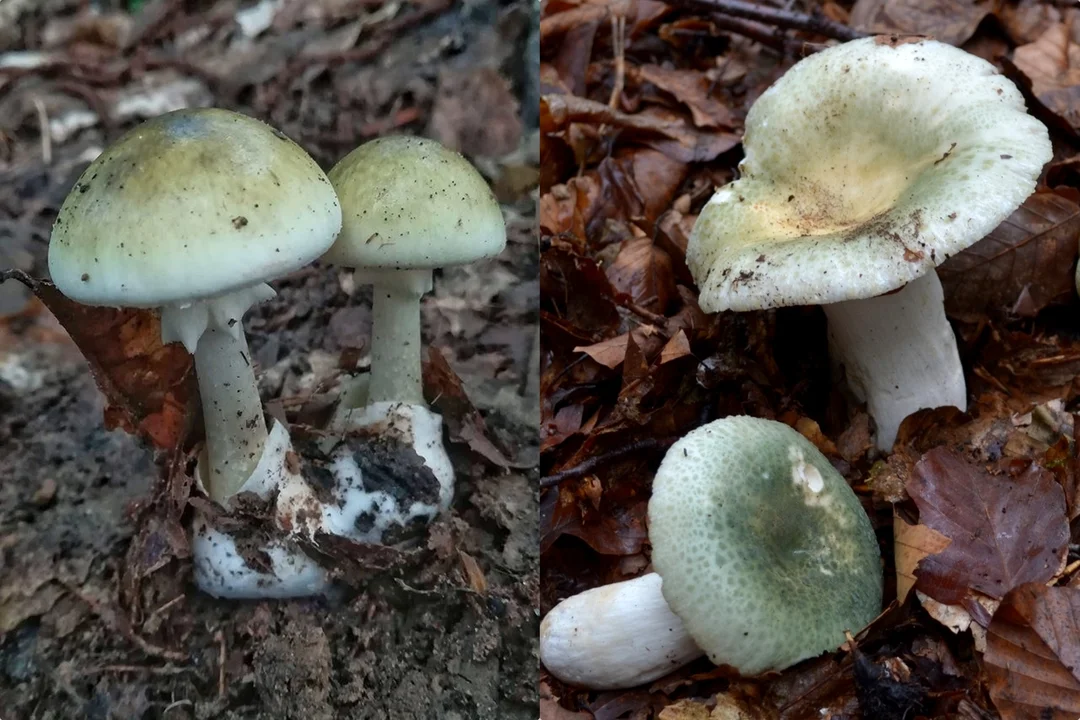 Sezon grzybowy w pełni, ale warto uważać na trujące gatunki [ZDJĘCIA] - Zdjęcie główne