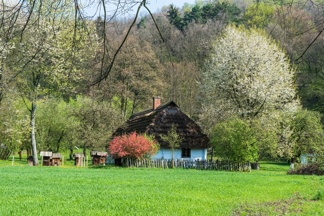 Sanocki skansen wiosną jest wyjątkowo piękny