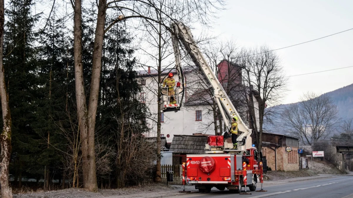 Strażacy z Ustrzyk Dolnych uratowali kota. Wszedł na drzewo i nie potrafił zejść [ZDJĘCIA] - Zdjęcie główne