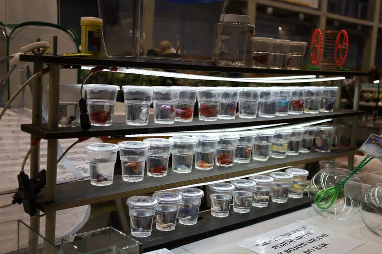 Targi terrarystyczne