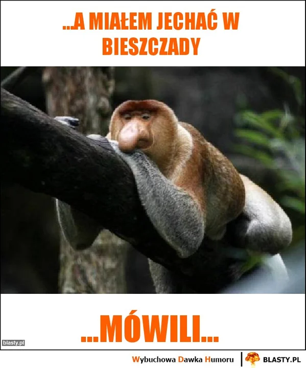 Memy o Bieszczadach