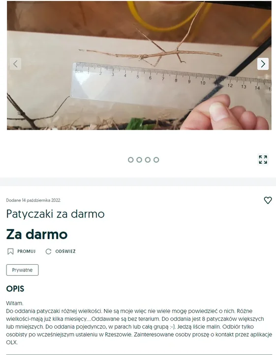 Te przedmioty rzeszowianie oddadzą za darmo. Przegląd ogłoszeń z OLX