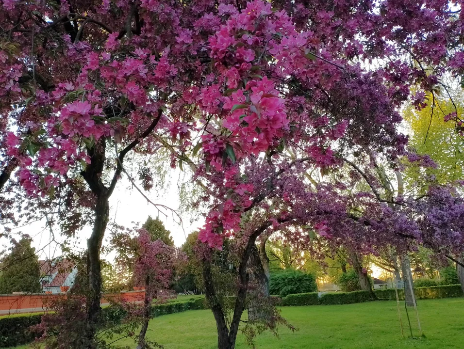 Magnolia w Baranowie Sandomierskim nadal zachwyca