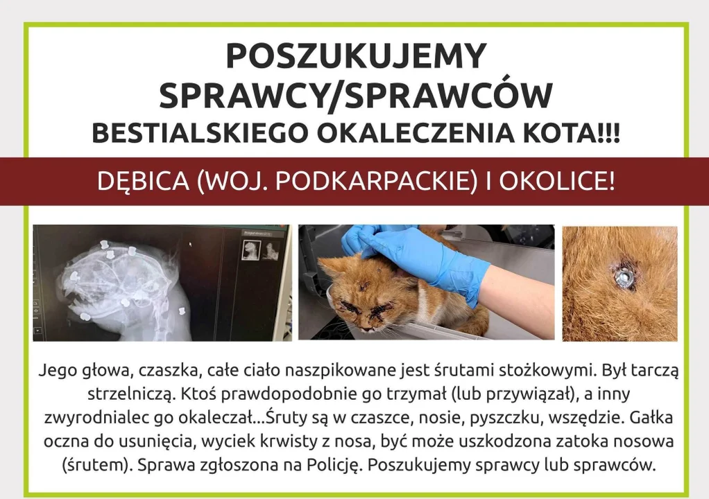 Kot Elvis był tarczą. Zobaczcie poważne obrażenia zwierzaka