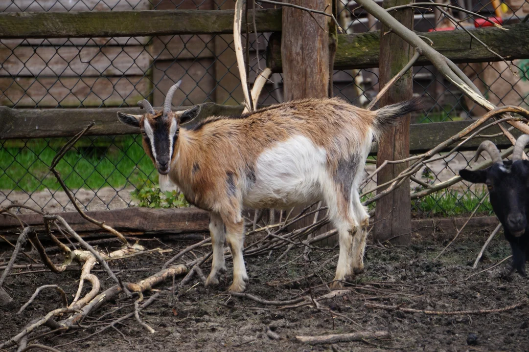 Mini zoo w Myczkowcach