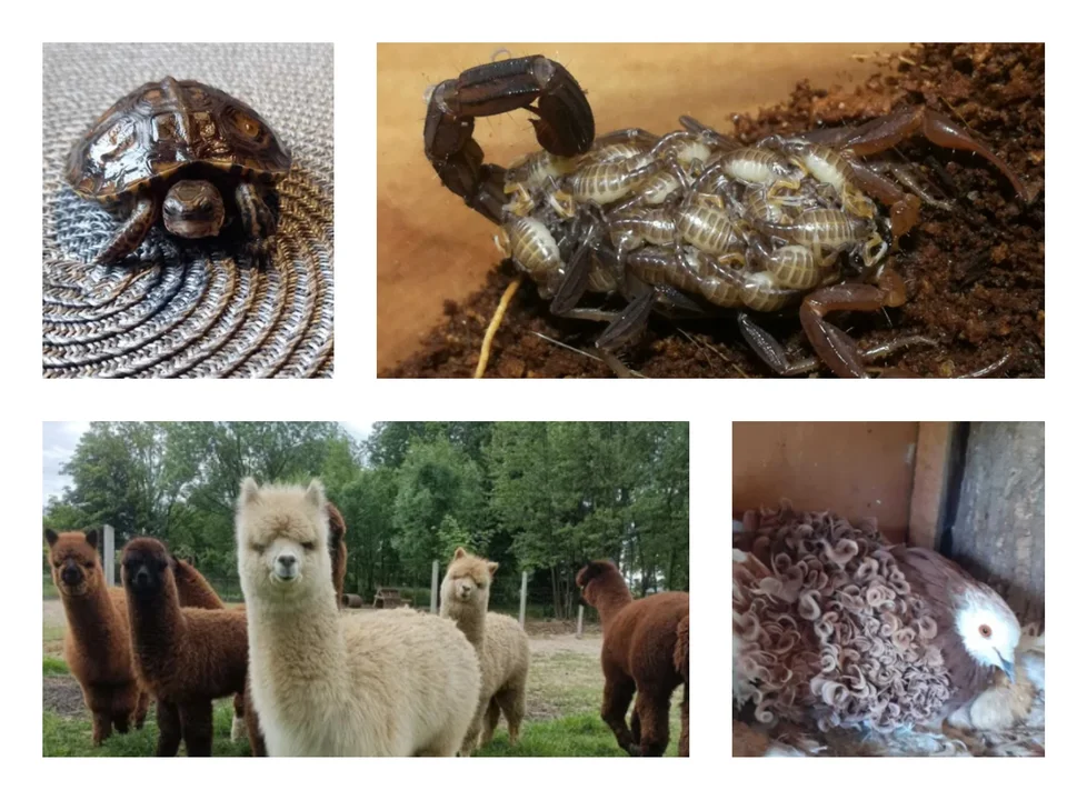 Skorpiony, loczki, żółwie, daniele, alpaki. Nietypowe zwierzęta do kupienia na olx.pl w Kolbuszowej i okolicach [ZDJĘCIA] - Zdjęcie główne