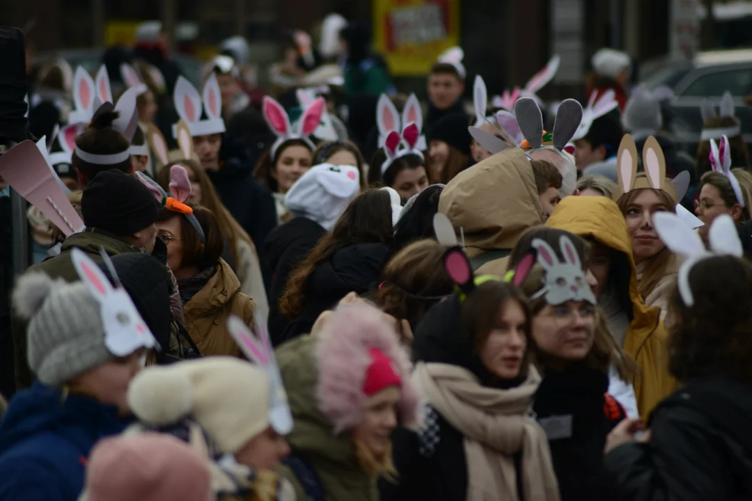 Rekord Polski dla Bartoszka Jędrasika chorego na SMA. W Tarnobrzegu zgromadziło się ponad 500 osób przebranych za króliki