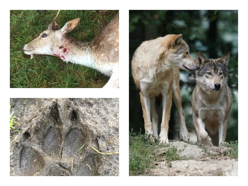 Czy ataki wilków w powiecie kolbuszowskim ustały? [ZDJĘCIA] - Zdjęcie główne