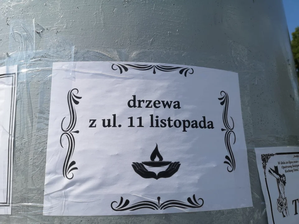 Nekrologi drzew w Kolbuszowej