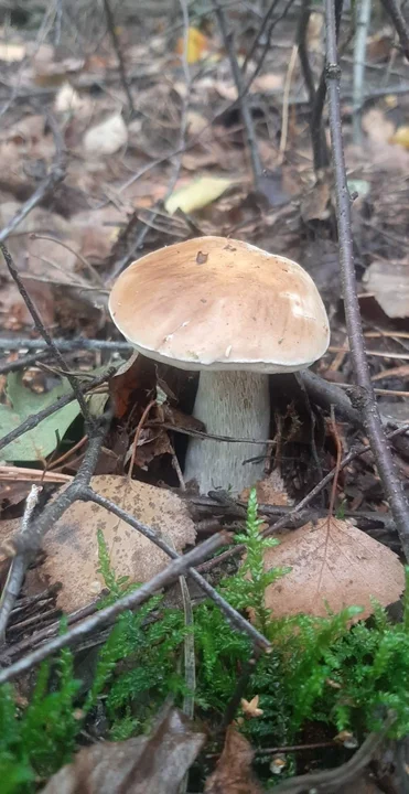 Zdjęcia naszych czytelników. Swoje okazy znaleźli w podkarpackich lasach