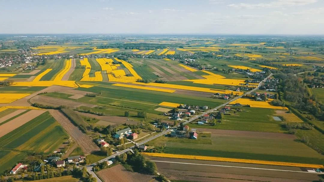 Gmina Borowa w rzepaku skąpana