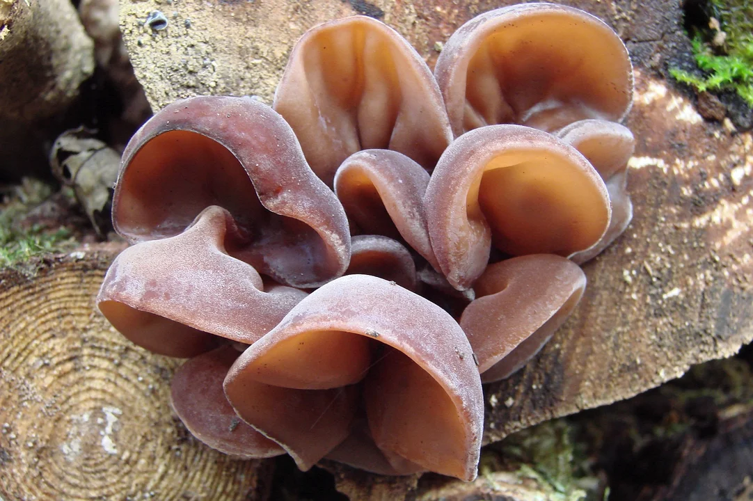 Uszak bzowy (Auricularia auricula-judae) - jadalny.