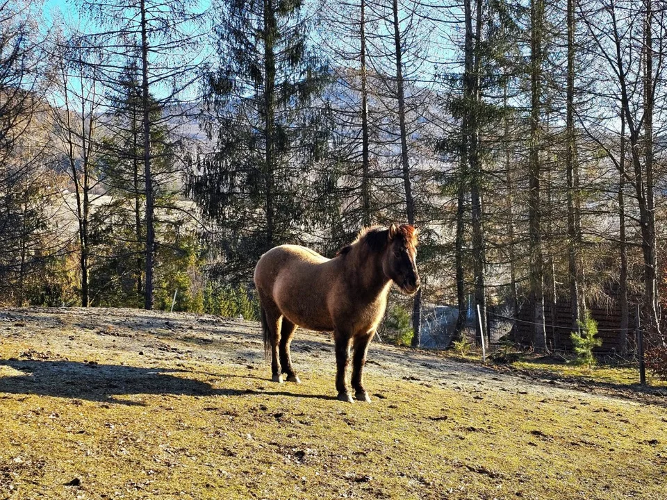 W kalendarzu środek zimy, za oknem wiosna