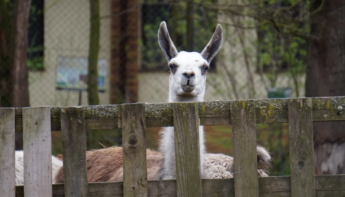 Mini zoo w Myczkowcach. To doskonała atrakcja dla najmłodszych. Zobaczcie sami [ZDJĘCIA] - Zdjęcie główne