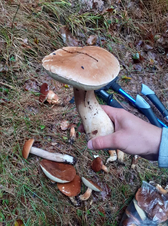 Zdjęcia naszych czytelników. Swoje okazy znaleźli w podkarpackich lasach