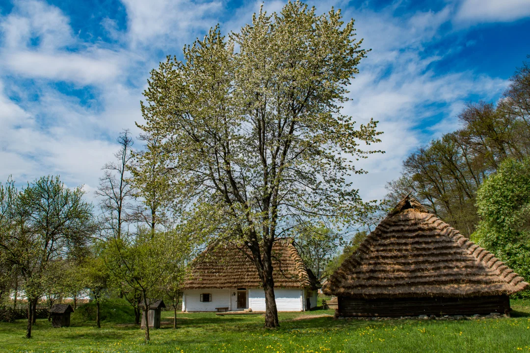 Sanocki skansen wiosną jest wyjątkowo piękny