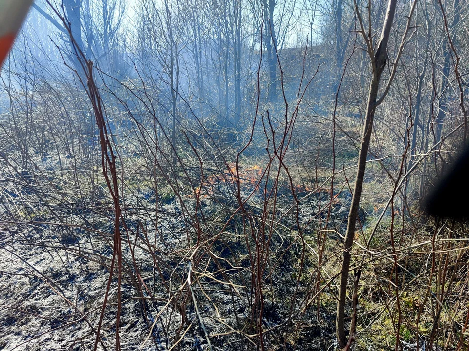 Pożar trawy przy obwodnicy Sanoka