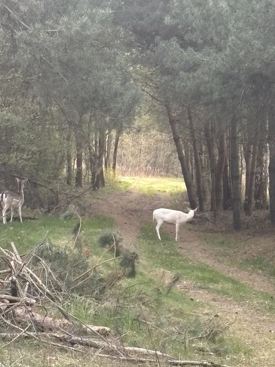 Sarna albinos w Komorowie
