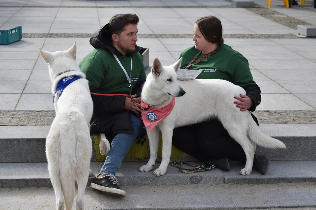 Finał akcji Animal Hero w Rzeszowie. Wolontariusze zbierali karmę i fundusze dla bezdomnych zwierząt