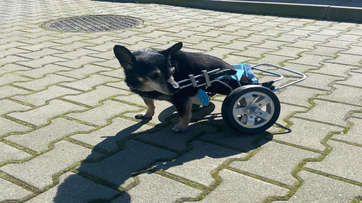 Ponad 400 psów rocznie trafia do schroniska „Kundelek” w Rzeszowie