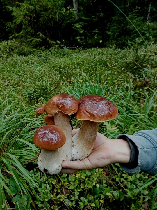 Zdjęcia naszych czytelników. Swoje okazy znaleźli w podkarpackich lasach