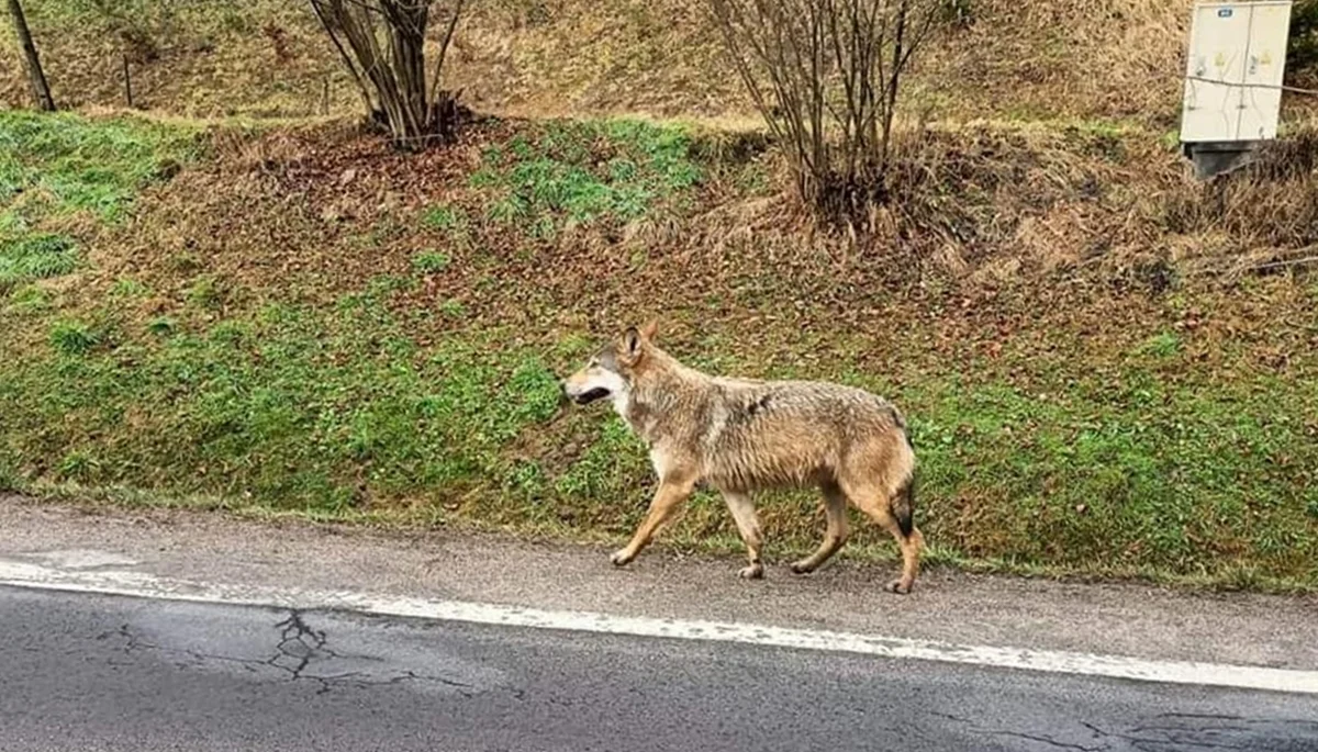 Przy drodze krajowej podleśniczy spotkał wilka. „Podróżując w Bieszczady uważajcie na drogach” [ZDJĘCIA] - Zdjęcie główne