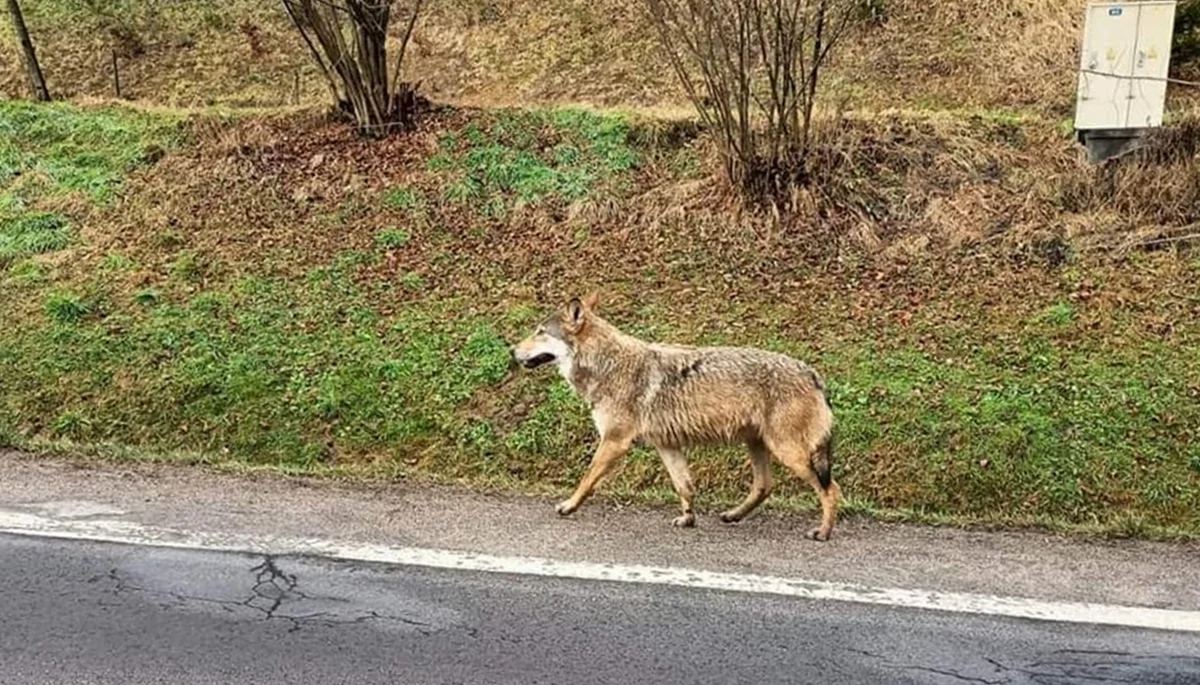 „Podróżując w Bieszczady uważajcie". Przy drodze spokojnie spacerował... wilk [ZDJĘCIA] - Zdjęcie główne