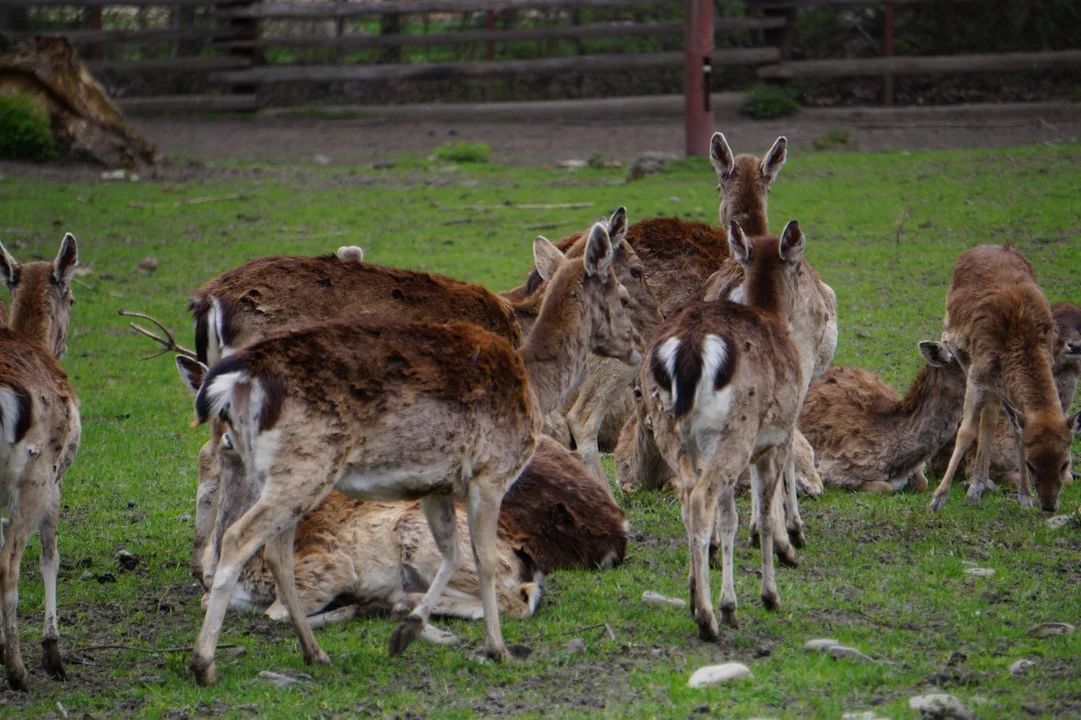 Mini zoo w Myczkowcach