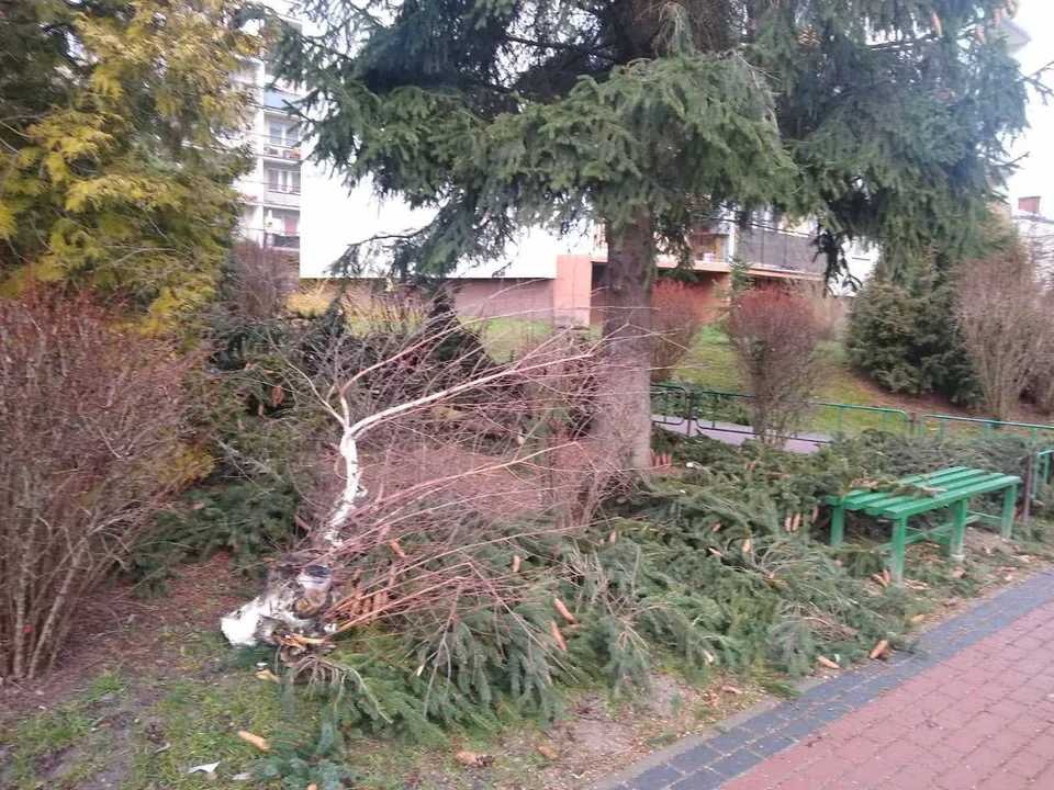 Pielęgnacja zimowa drzew na osiedlu spółdzielni mieszkaniowej Autosan