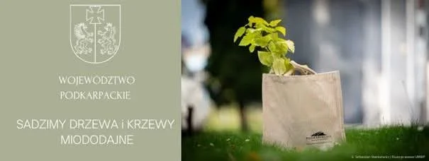 Drzewka miododajne