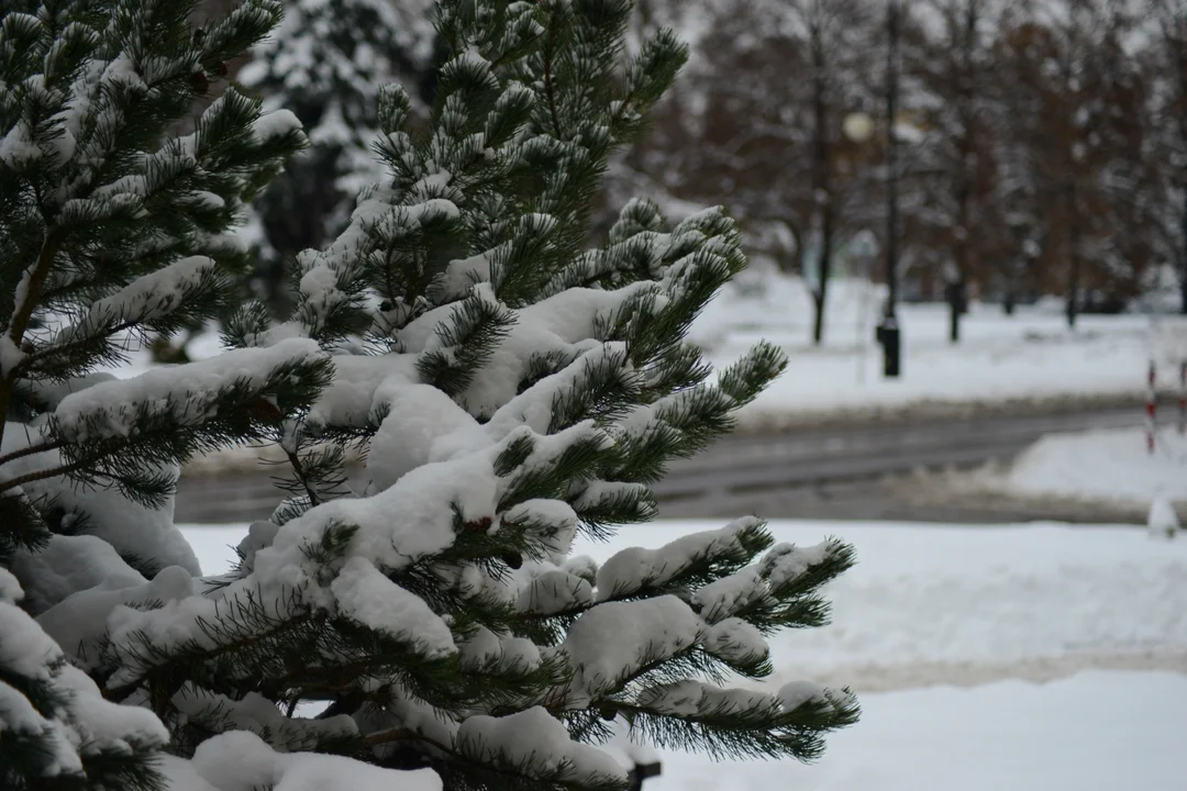 Zaśnieżony Tarnobrzeg - 15.12.2022