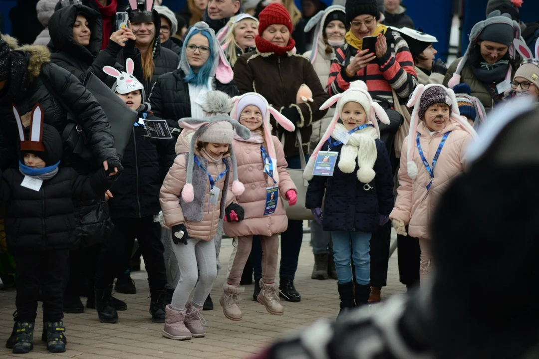 Rekord Polski dla Bartoszka Jędrasika chorego na SMA. W Tarnobrzegu zgromadziło się ponad 500 osób przebranych za króliki