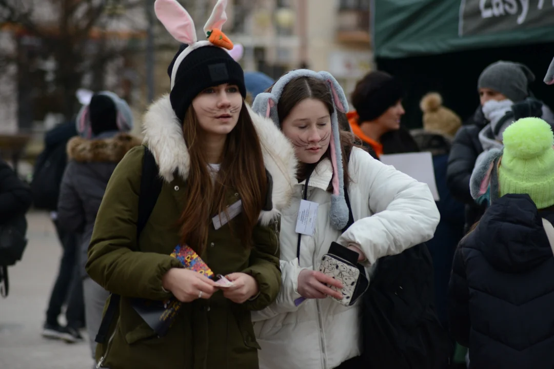 Rekord Polski dla Bartoszka Jędrasika chorego na SMA. W Tarnobrzegu zgromadziło się ponad 500 osób przebranych za króliki
