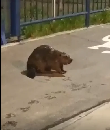 Bóbr spaceruje w centrum Rzeszowa. Zobaczcie nietypowe nagranie z mostu Karpackiego [WIDEO] - Zdjęcie główne