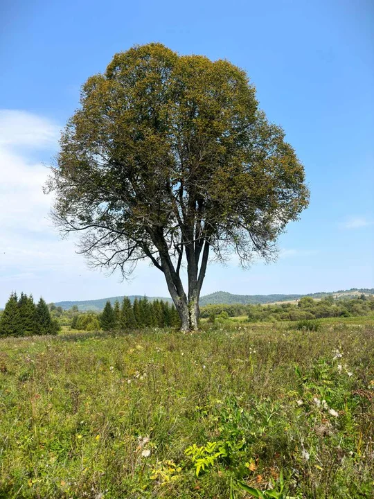 Tarnawa Niżna