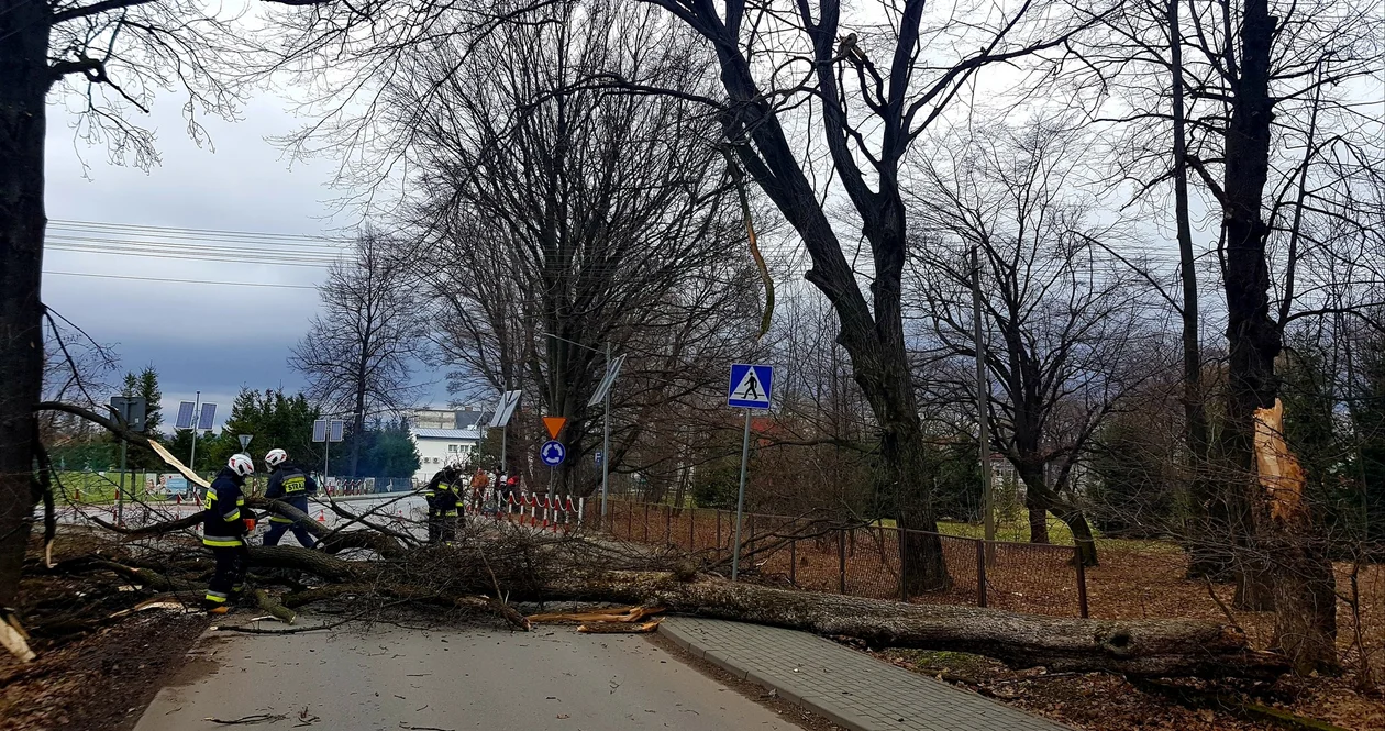 Strażacy usuwają skutki silnego wiatru na Podkarpaciu [ZDJĘCIA] - Zdjęcie główne