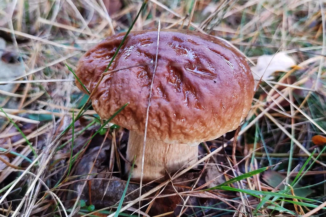 Grzybobranie w Bratkowicach pod Rzeszowem