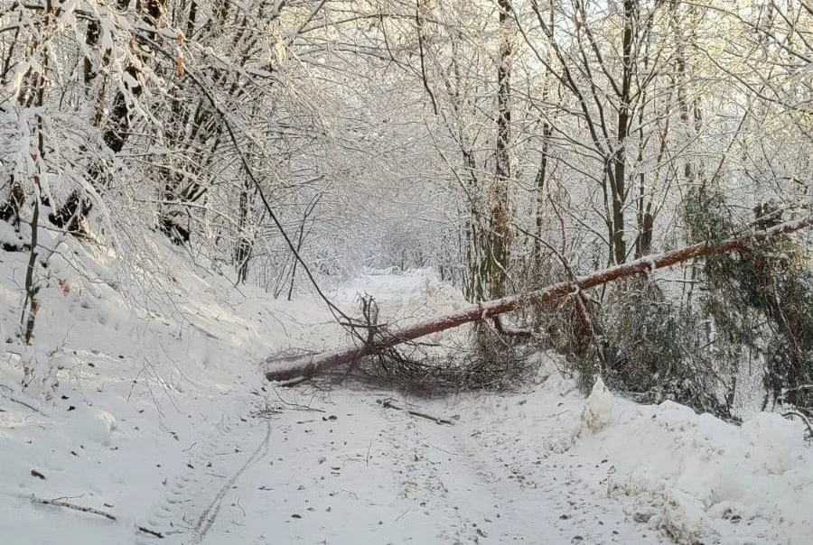 Szkody w lesie po opadach śniegu