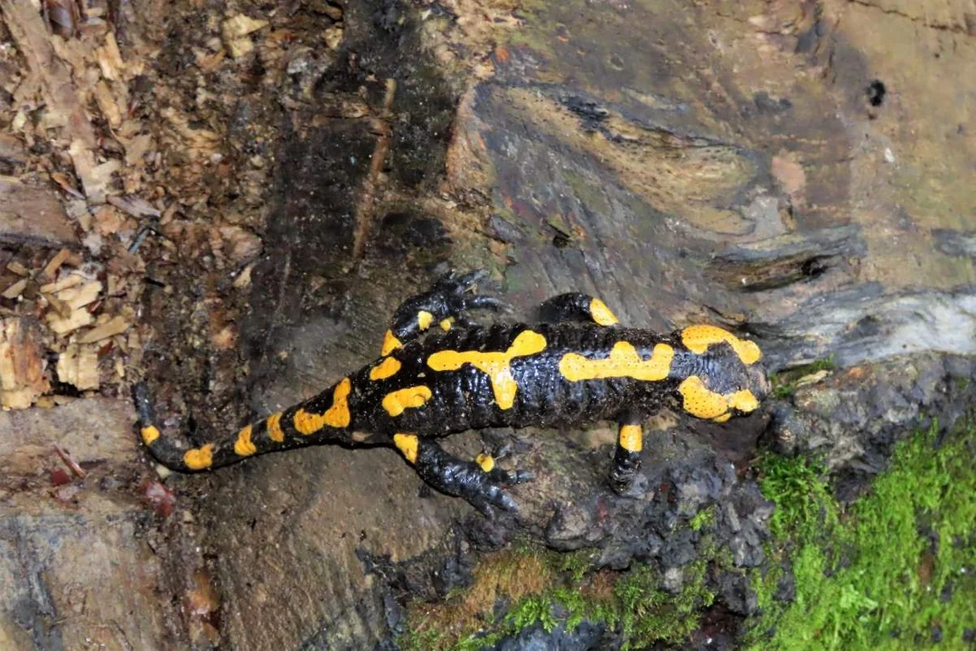 Salamandra plamista