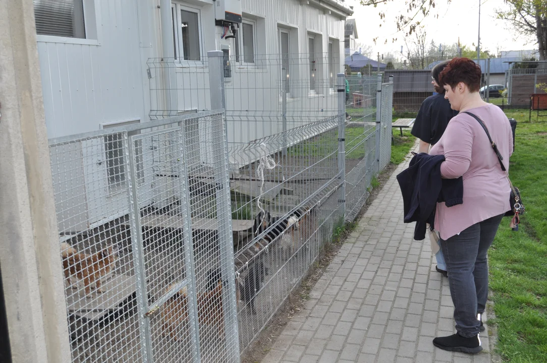 Szczęśliwy dzień dla psiaków, spacery i wyjście z klatek