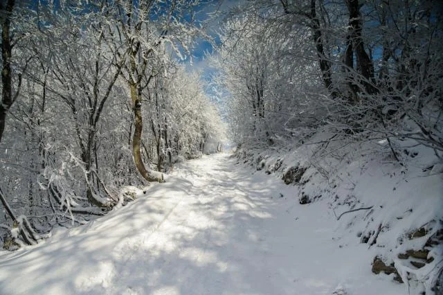 Bieszczady zimą - Połonina Wetlińska