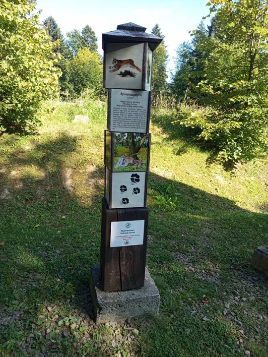 Przyrodnicza lekcja w lesie