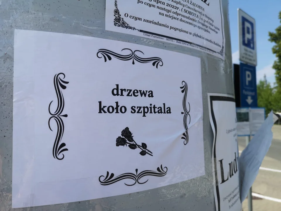 Nekrologi drzew w Kolbuszowej