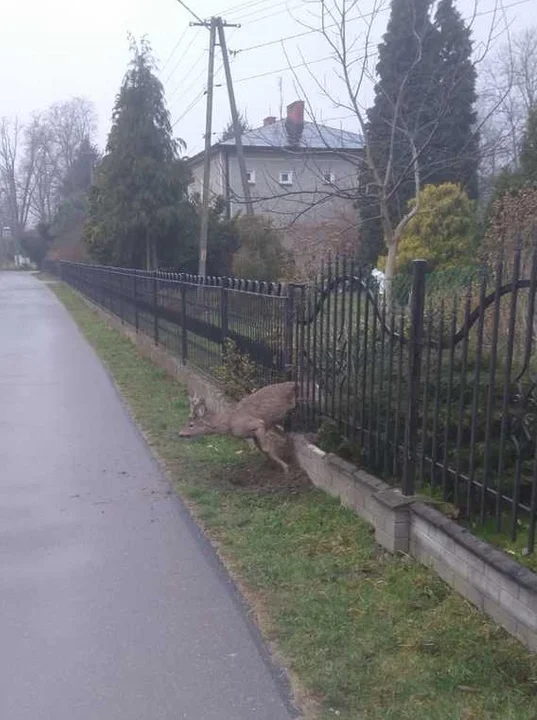 Nietypowa akcja policjantów i strażaków. Jelonek utknął w ogrodzeniu