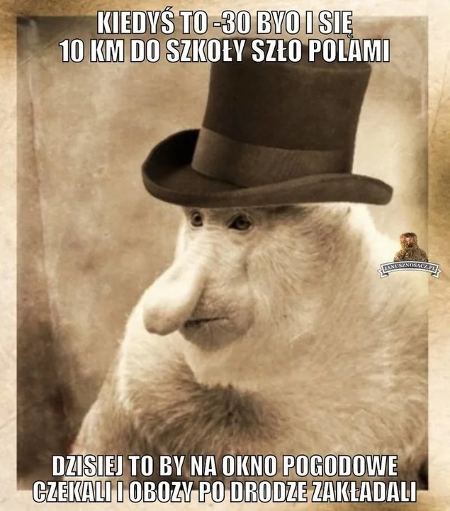 Memy na zimę