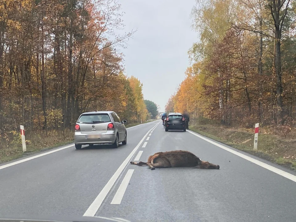 Zderzenie z dzikim zwierzęciem - Zielonka (gm. Raniżów)