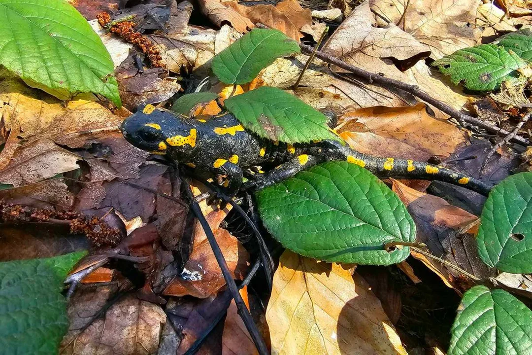 Salamandra plamista