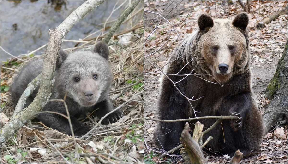 Historia niedźwiedzicy o imieniu Cisna