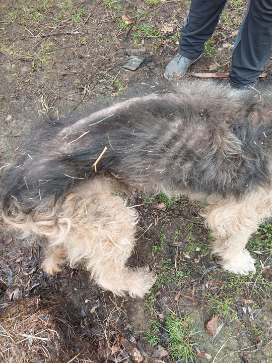 Skrajne draństwo człowieka doprowadziło do śmierci piesków