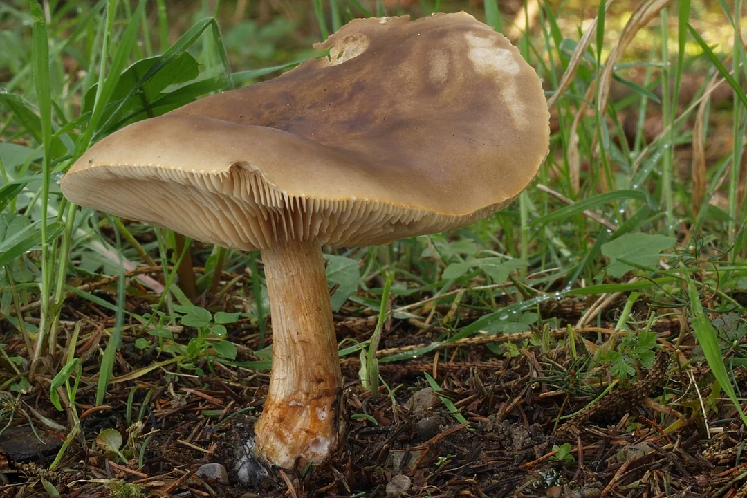 Ciemnobiałka płowa (Melanoleuca cognata) - jadalna.